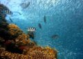 Urgent Health Warning: Fish Contaminated in Outbreaks Across the Philippines and Vanuatu!