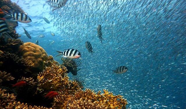 Urgent Health Warning: Fish Contaminated in Outbreaks Across the Philippines and Vanuatu!