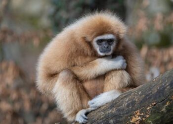 Primate of All Ireland Raises Red Flags on Troubling AI Trends and Racial Bias