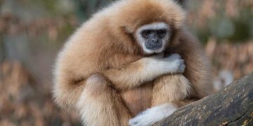 Primate of All Ireland Raises Red Flags on Troubling AI Trends and Racial Bias