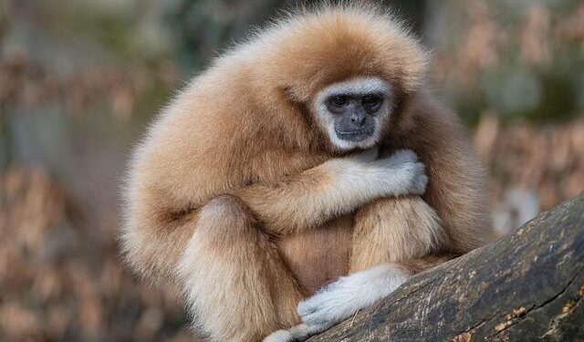 Primate of All Ireland Raises Red Flags on Troubling AI Trends and Racial Bias