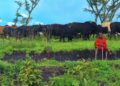 Tanzania’s Tourism Takes Flight: A Stunning 51% Increase in Visitor Arrivals!