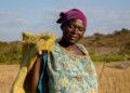 Urgent Food Crisis Looms: Africa’s Farmers Struggle Amidst Shrinking Fertilizer Supplies