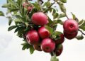 Revitalizing Niue: The Thriving Movement of Organic Farming