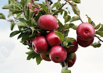 Revitalizing Niue: The Thriving Movement of Organic Farming