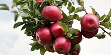 Revitalizing Niue: The Thriving Movement of Organic Farming