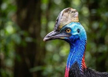 Discover the Thrill of a Lifetime: New Paths Expeditions Launches 2027 Papua New Guinea Adventure!