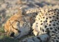 Unleashing Potential: Strengthening Collaboration Between South Africa and Botswana