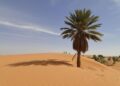 Unearthing Riches: The Thrilling Gold Rush Transforming Mauritania’s Sahara