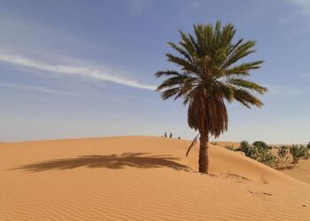 Unearthing Riches: The Thrilling Gold Rush Transforming Mauritania’s Sahara