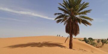 Unearthing Riches: The Thrilling Gold Rush Transforming Mauritania’s Sahara