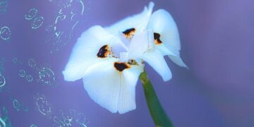 Critical Alert: Unfolding Epidemic and New Disease Challenges in the Pacific