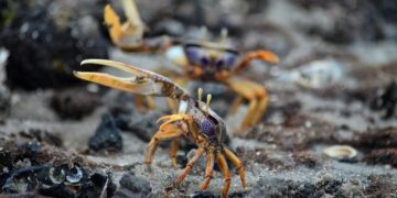 Protecting Gabon’s Wildlife: A Vision for a Sustainable Conservation Future