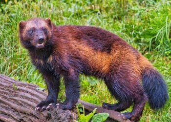 Wolverines Gear Up for an Epic Adventure in Lithuania and Croatia This August!