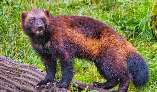 Wolverines Gear Up for an Epic Adventure in Lithuania and Croatia This August!