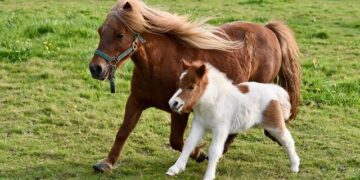 Transforming the Future of Travel: PONY AI Unveils Groundbreaking Autonomous Mobility Testing in Luxembourg with Bolt and Stellantis
