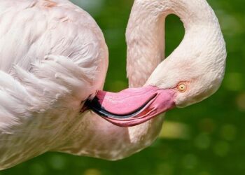 Flamingos Take Flight: How These Vibrant Birds Became Symbols of Protest
