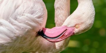 Flamingos Take Flight: How These Vibrant Birds Became Symbols of Protest