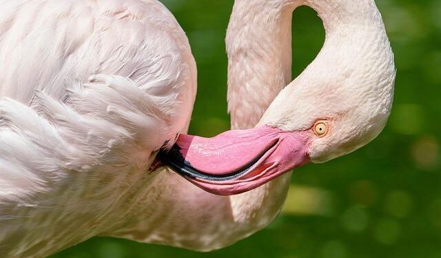 Flamingos Take Flight: How These Vibrant Birds Became Symbols of Protest