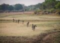 Zambia’s Earth: Discovering the Early Signs of a Tectonic Split!