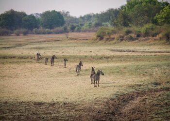 Zambia’s Earth: Discovering the Early Signs of a Tectonic Split!