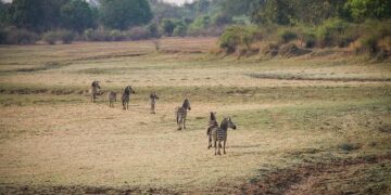 Zambia’s Earth: Discovering the Early Signs of a Tectonic Split!