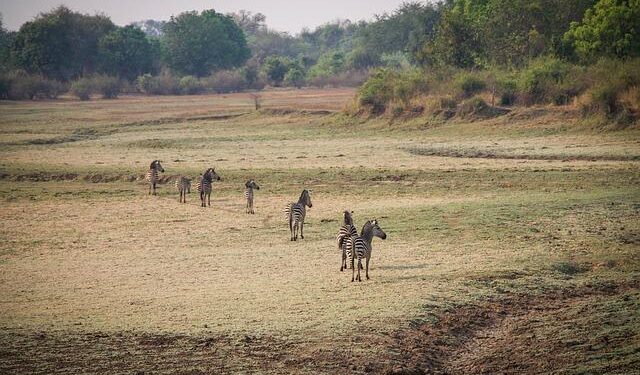 Zambia’s Earth: Discovering the Early Signs of a Tectonic Split!