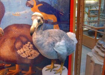 Miracle in the Skies: A Rare Extinct-in-the-Wild Bird Hatches at the National Aviary!