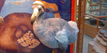 Miracle in the Skies: A Rare Extinct-in-the-Wild Bird Hatches at the National Aviary!