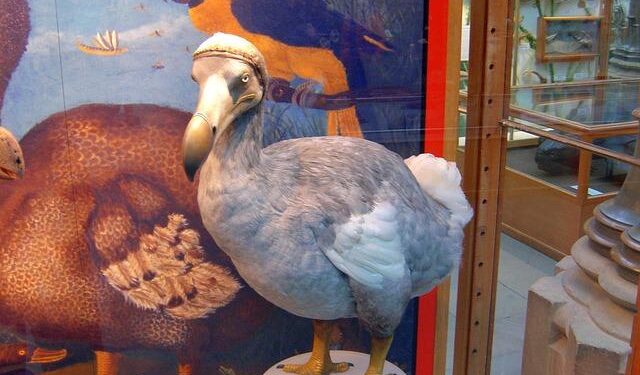 Miracle in the Skies: A Rare Extinct-in-the-Wild Bird Hatches at the National Aviary!