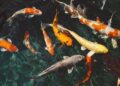 Mastering the Swarm: How Europe Can Navigate Systemic Rivalry with China