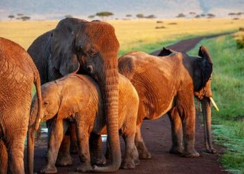 Thriving Together: The Inspiring Journey of Eastern Zambia’s Communities and Their Returning Elephants