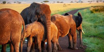 Thriving Together: The Inspiring Journey of Eastern Zambia’s Communities and Their Returning Elephants