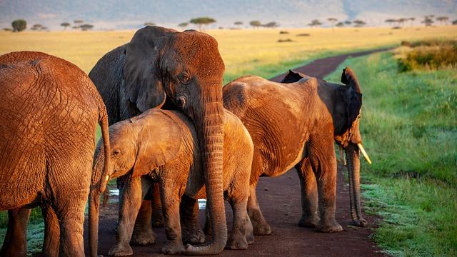 Thriving Together: The Inspiring Journey of Eastern Zambia’s Communities and Their Returning Elephants