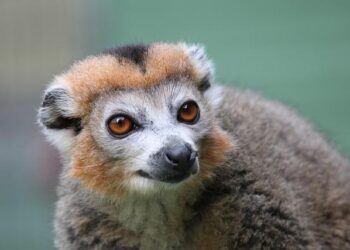 Unlocking Madagascar’s Secrets: Innovative Survey Techniques Uncover Hidden Biodiversity Treasures