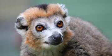 Unlocking Madagascar’s Secrets: Innovative Survey Techniques Uncover Hidden Biodiversity Treasures
