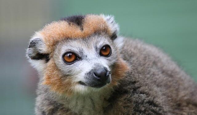 Unlocking Madagascar’s Secrets: Innovative Survey Techniques Uncover Hidden Biodiversity Treasures
