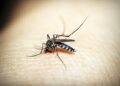 Joining Hands in Fiji: The PacMOSSI Initiative’s Fight Against Mosquito-Borne Diseases