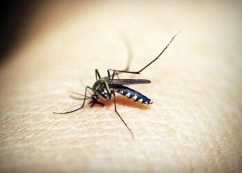 Joining Hands in Fiji: The PacMOSSI Initiative’s Fight Against Mosquito-Borne Diseases