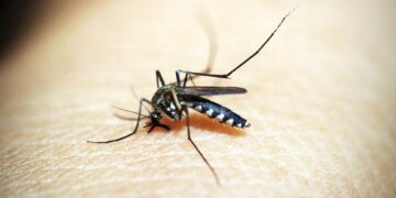 Joining Hands in Fiji: The PacMOSSI Initiative’s Fight Against Mosquito-Borne Diseases