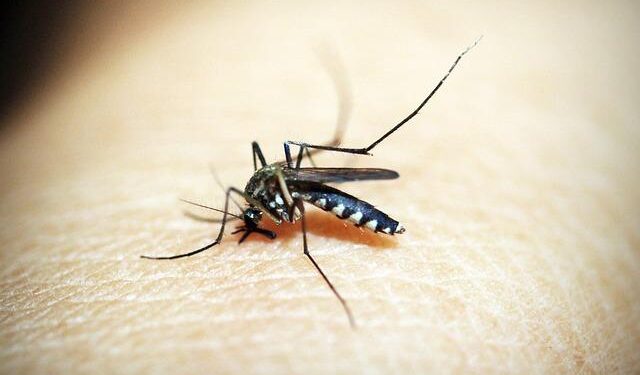 Joining Hands in Fiji: The PacMOSSI Initiative’s Fight Against Mosquito-Borne Diseases