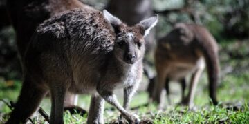 Aussie Duo Prepares for Exciting Wimbledon Qualifying Clash!