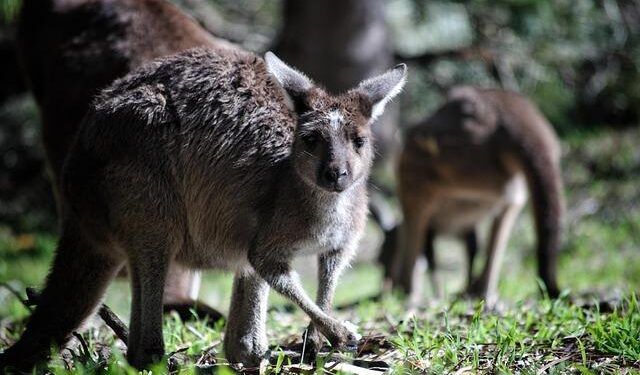 Aussie Duo Prepares for Exciting Wimbledon Qualifying Clash!