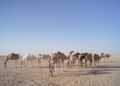 Forging New Alliances: Mauritania and Czechia Unite for a Stronger Defense Partnership