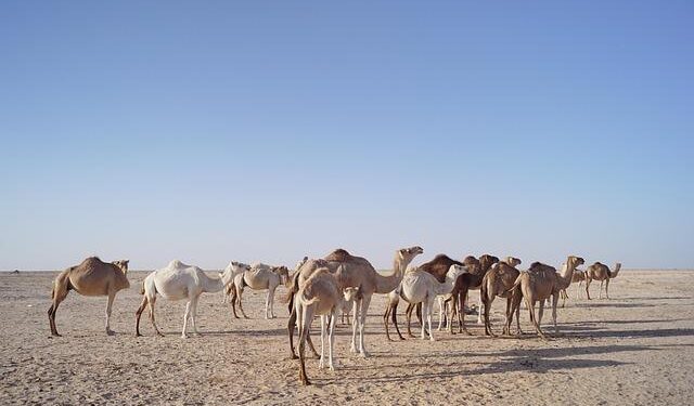 Forging New Alliances: Mauritania and Czechia Unite for a Stronger Defense Partnership