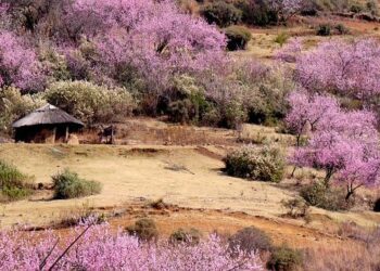 Revolutionizing Health in Lesotho: Essential Insights for a Brighter Future