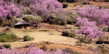 Revolutionizing Health in Lesotho: Essential Insights for a Brighter Future