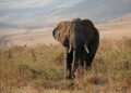 Reviving Wildlife in Sierra Leone: The Transformative Power of Carbon Financing