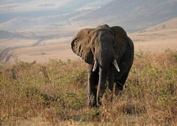 Reviving Wildlife in Sierra Leone: The Transformative Power of Carbon Financing