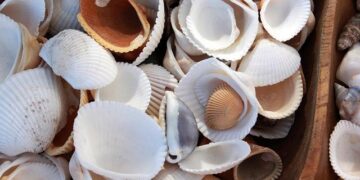 Shell Launches Exciting New Offshore Drilling Expedition in Namibia!